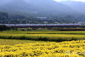 黃金菊、金黃稻、太魯閣號
