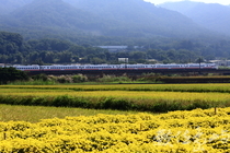 黃金菊、金黃稻、太魯閣號