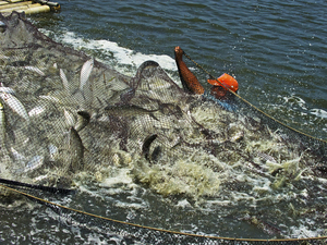 漁撈豐收2       收網