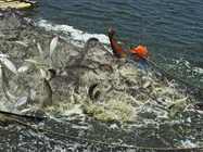 漁撈豐收2       收網