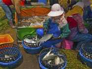 漁撈豐收4    分級