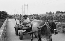 農夫坐牛車