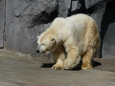 台灣的海洋哺乳動物與特色（本相簿作品皆經作者授權）