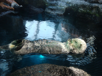 台灣的海洋哺乳動物與特色（本相簿作品皆經作者授權）