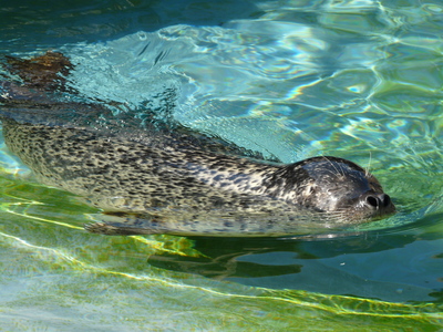 台灣的海洋哺乳動物與特色（本相簿作品皆經作者授權）