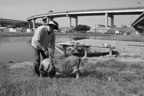 城市邊緣的放牧