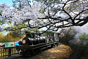 阿里山蒸汽火車與櫻花之美