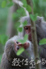 臺灣彌猴