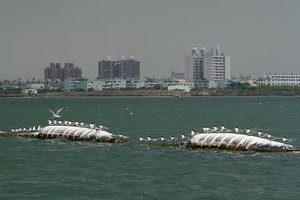 浮桶上的鳳頭燕鷗