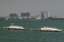 浮桶上的鳳頭燕鷗