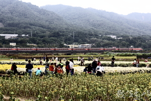 火車與花田