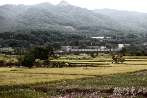 火車與花海的相遇