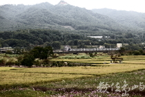 火車與花海的相遇