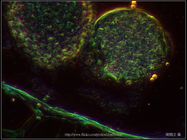 600X相位差_百合花藥切片(示成熟花粉)