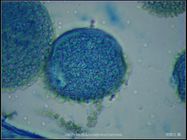600X光學_百合花藥切片(示成熟花粉)