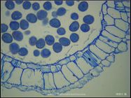 100X光學_百合花藥切片(示成熟花粉)