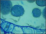 400X光學_百合花藥切片(示成熟花粉)
