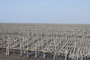河川與海洋相親相愛的交會處