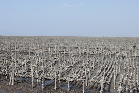 世紀顯影_組圖_要濕地，不要石化