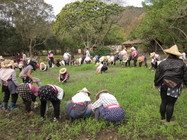 卑南族婦女除草幫團