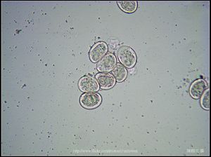 100X光學_血吸蟲 卵裝片 (生活史包括成蟲、卵、毛蚴、胞蚴、尾蚴及童蟲等6�
