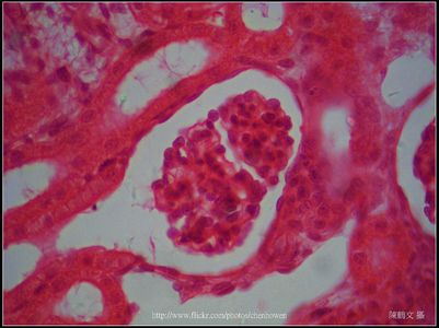 顯微攝影_Microscopy Photos