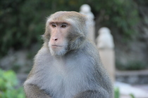 台東縣東河鄉登仙橋猴王