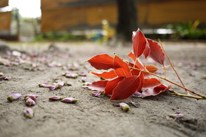 虎中之美-過去與未來