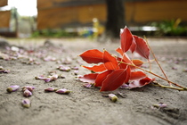 虎中之美-過去與未來