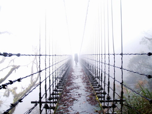 霧中的櫻橋