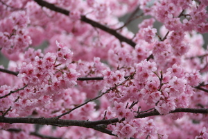 武陵櫻花--紅粉佳人