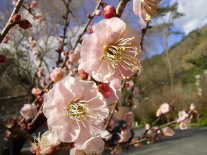 武陵桃花