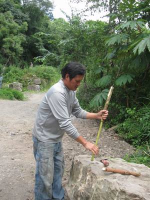 蓪草與台灣原住民（本相簿作品皆經作者授權）