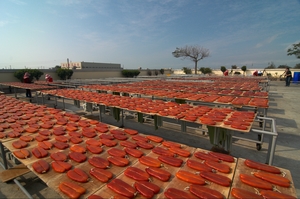 雲林縣口湖鄉-曬烏魚子