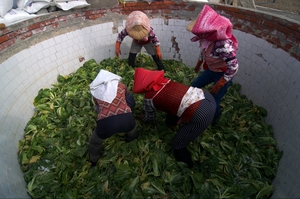 雲林縣大埤鄉-醃酸菜