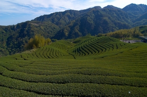 南投縣竹山鎮-八卦茶園