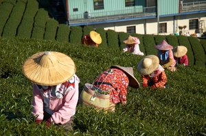 南投縣竹山鎮-採茶農忙