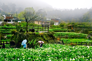 台北市北投區-竹子湖海竽