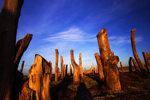 彰化縣福興鄉-漂流木景觀