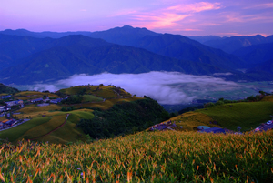 六十石山金針花