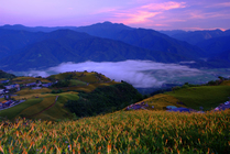 六十石山金針花