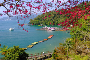 日月潭櫻花之美