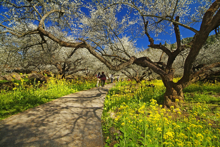 台灣拼圖   南投縣