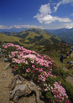 玉山杜鵑之美