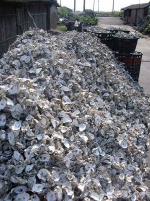 雲林縣口湖鄉－蚵山