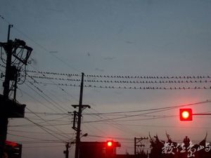 雲林縣口湖鄉－燕子停