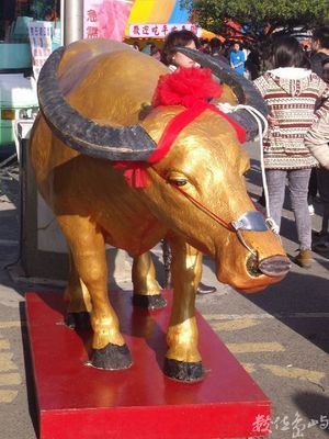 嘉義縣東石鄉－金牛