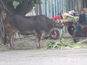 嘉義縣東石鄉－對望