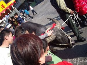 嘉義縣東石鄉－摸牛