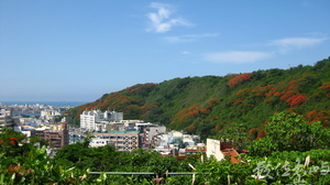 鳳凰花綴綠山頭